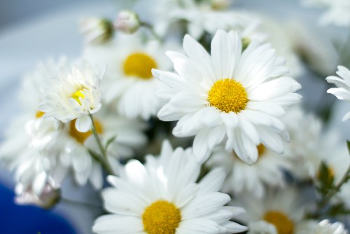 Beautiful arrangement of white lilies for sympathy