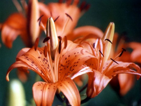 Sympathy flowers arranged in a welcoming display